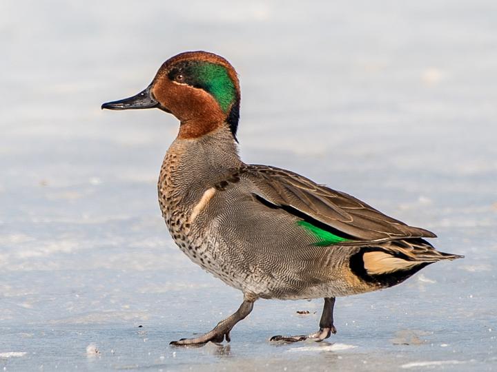 Eurasian Teal