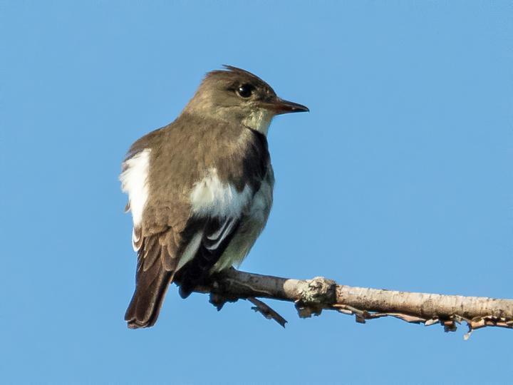 Olive-sided Flycatcher
