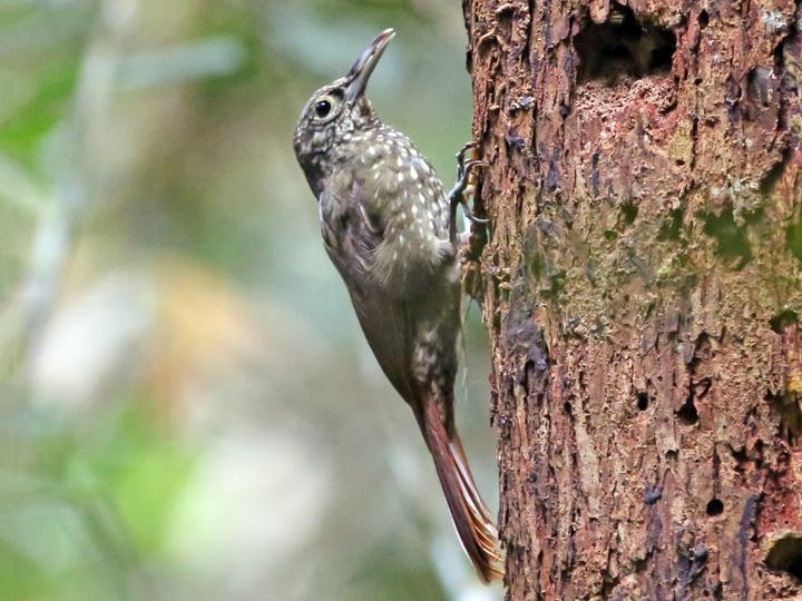 Olive-backed Woodcreeper