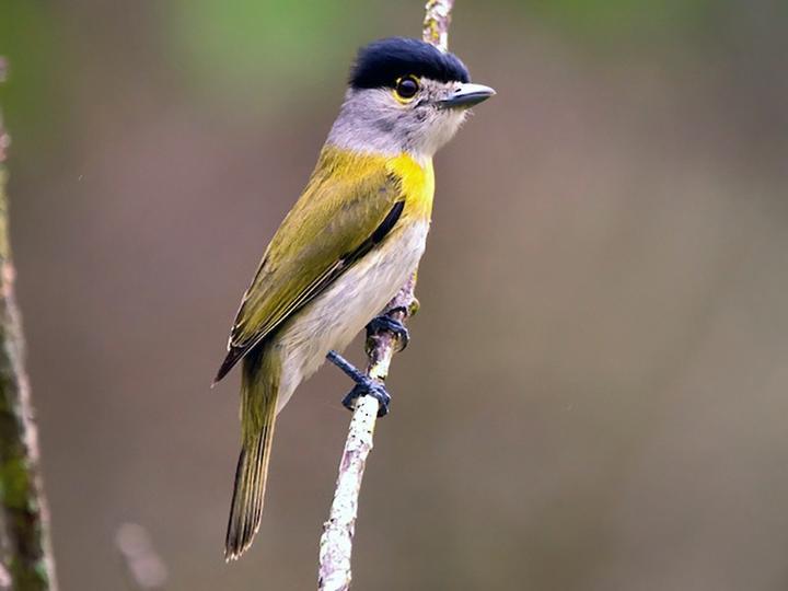 Green-backed Becard