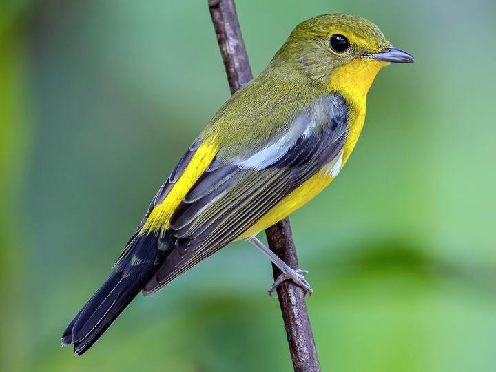 Green-backed Flycatcher