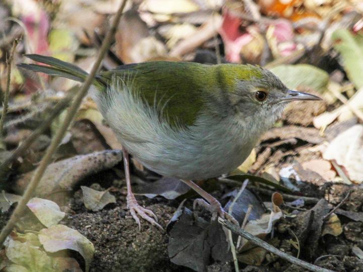 Green-backed Camaroptera