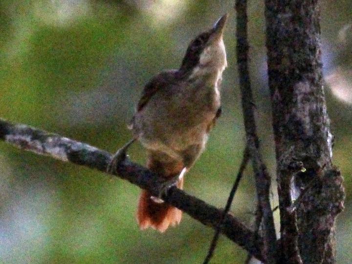 Olive-backed Foliage-gleaner