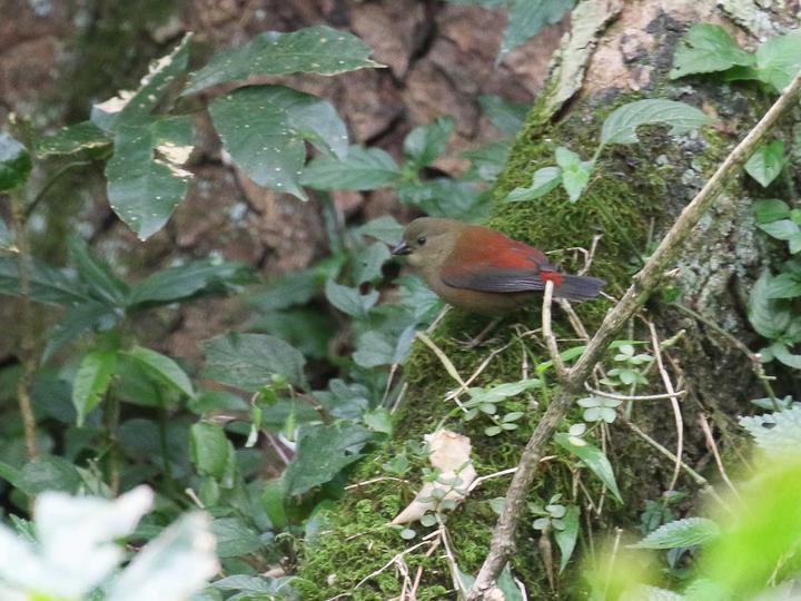 Abyssinian Crimsonwing