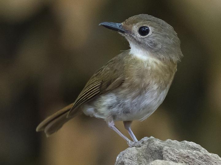 Fulvous-chested Jungle Flycatcher