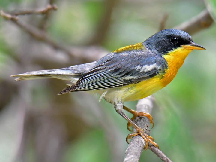 Tropical Parula
