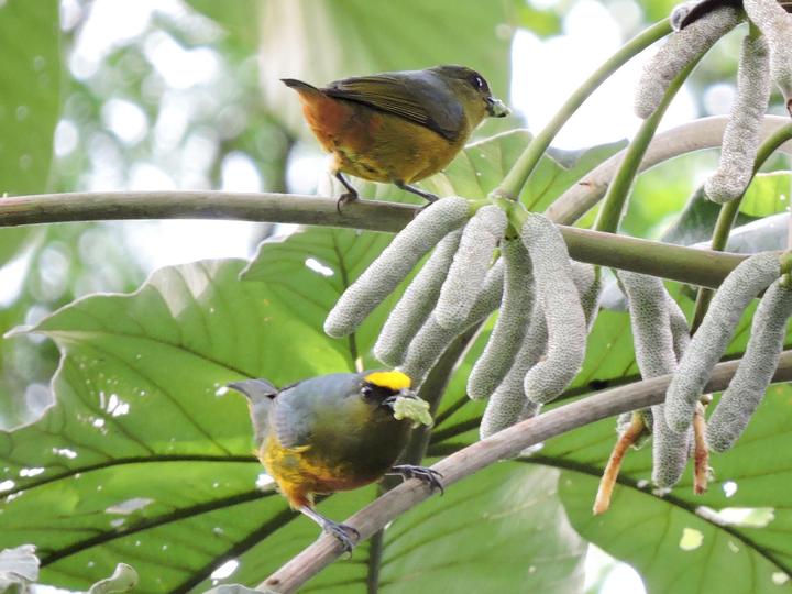 Olive-backed Euphonia