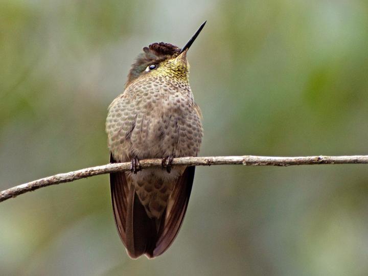 Green-backed Firecrown