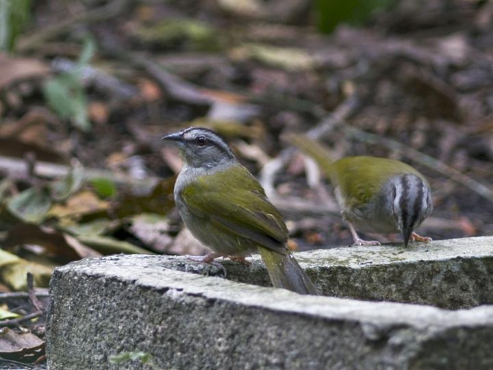 Green-backed Sparrow