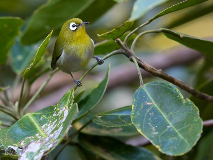 Green-backed White-eye