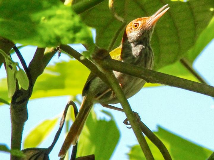 Green-backed Tailorbird