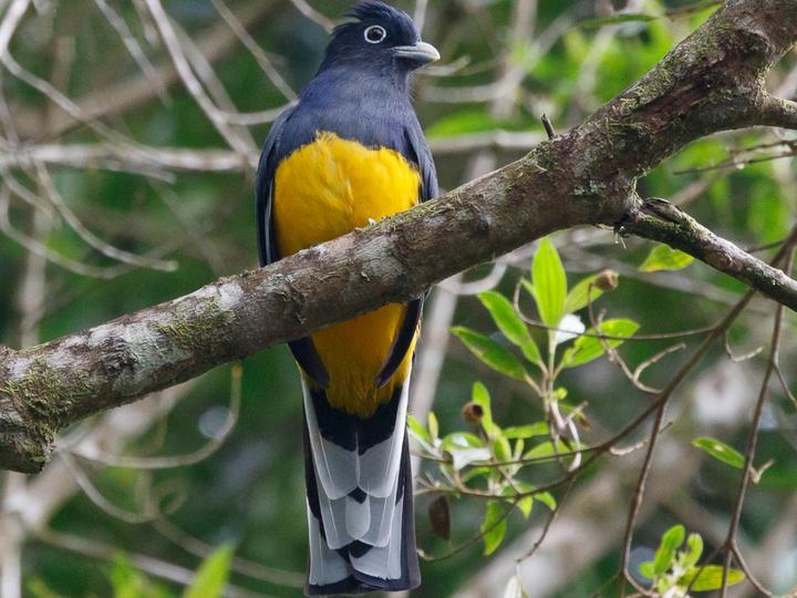 Green-backed Trogon