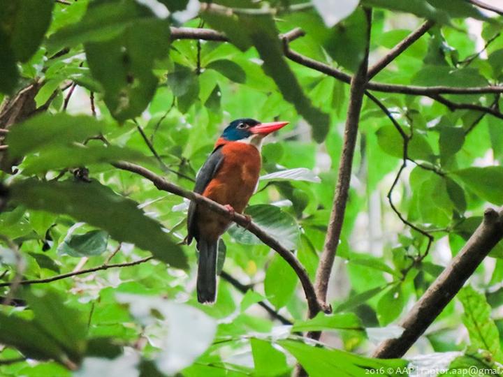 Green-backed Kingfisher