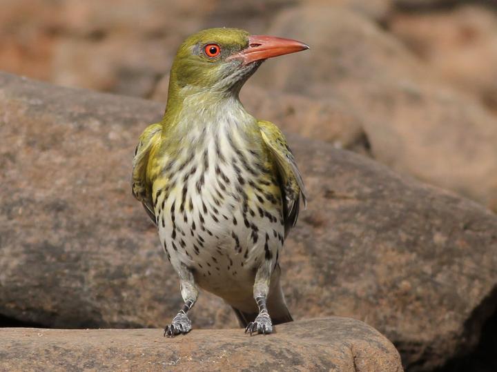 Olive-backed Oriole