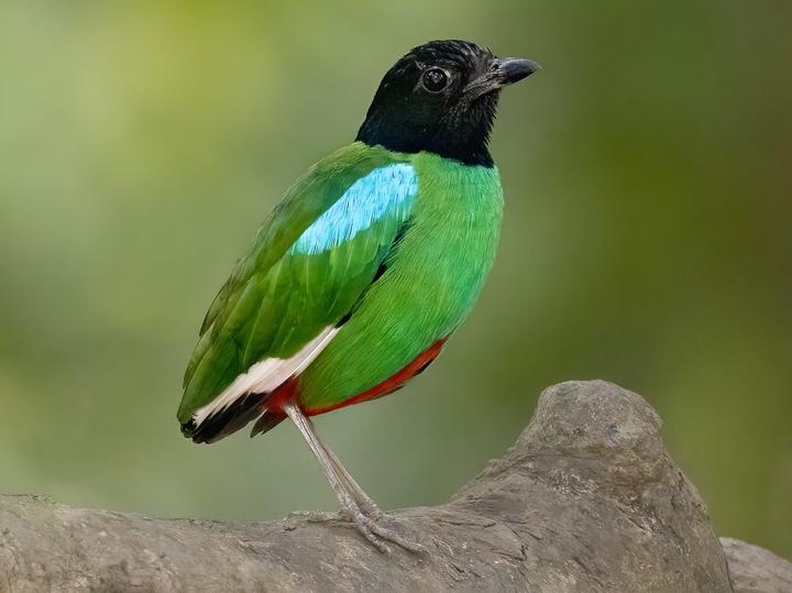 Western Hooded Pitta