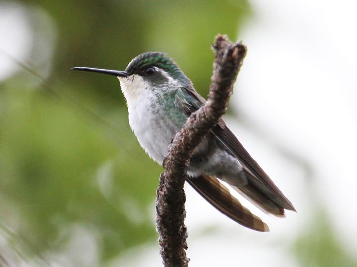 Green-breasted Mountaingem