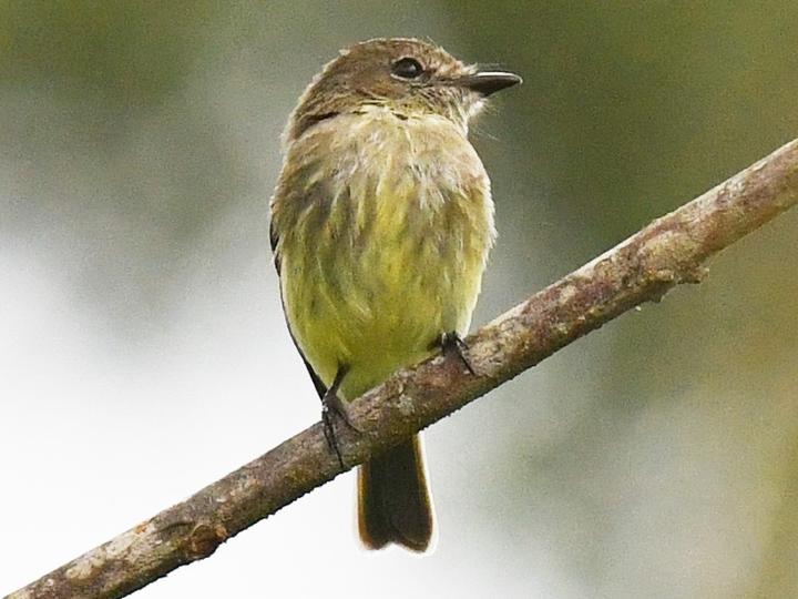 Olive-chested Flycatcher