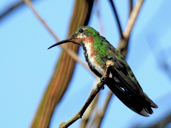 Green-breasted Mango