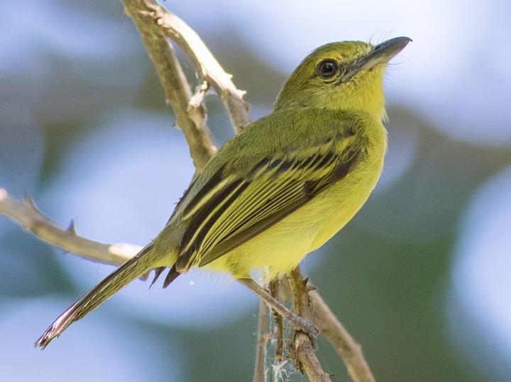 Olive-faced Flatbill