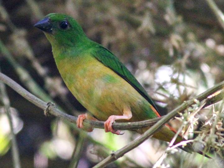 Green-faced Parrotfinch