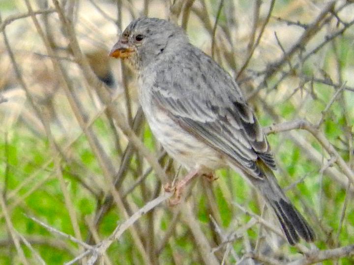 Arabian Serin