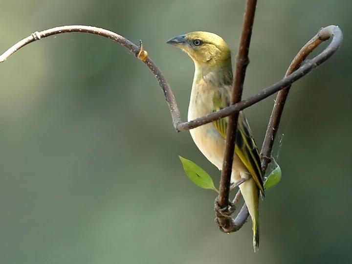 Heuglin's Masked Weaver