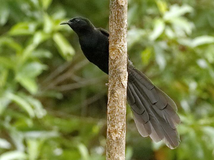 绿腹长尾风鸟