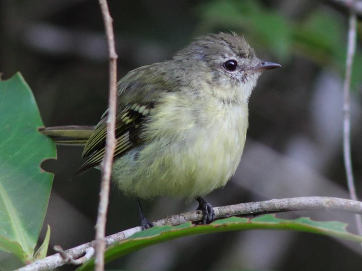 Greenish Tyrannulet