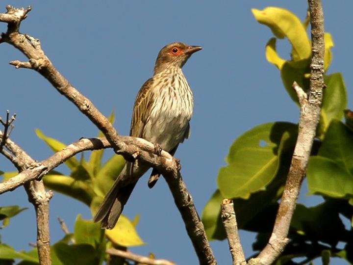 Green Figbird