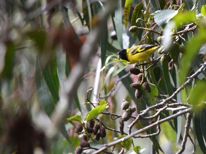 Olivaceous Siskin