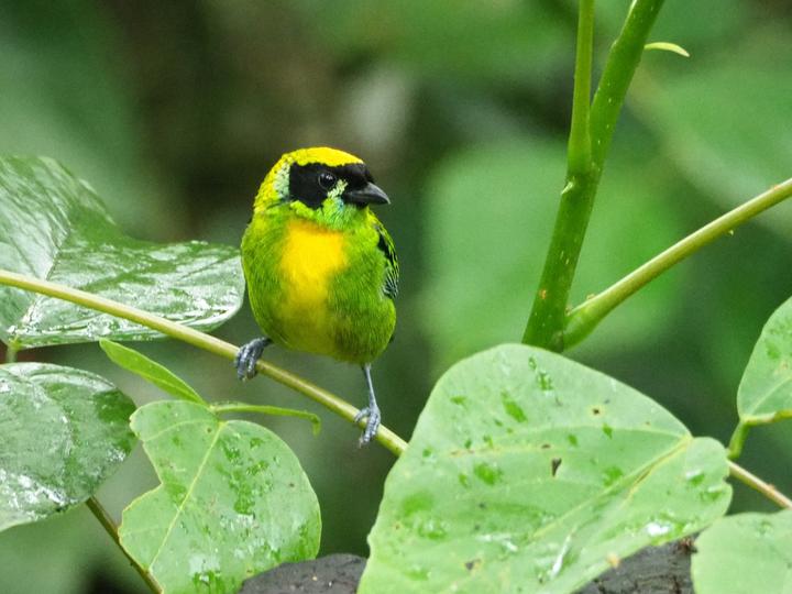 Green-and-gold Tanager