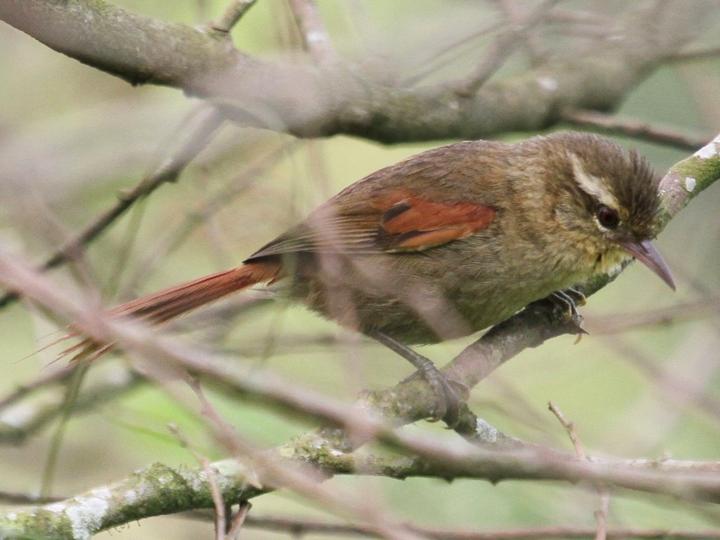 Olive Spinetail