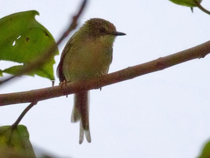Green Longtail