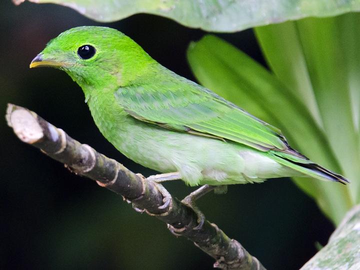Green Broadbill