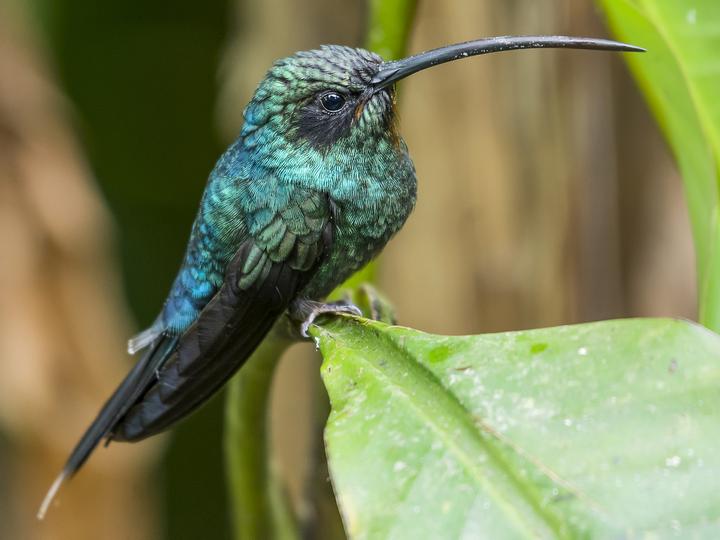 Green Hermit