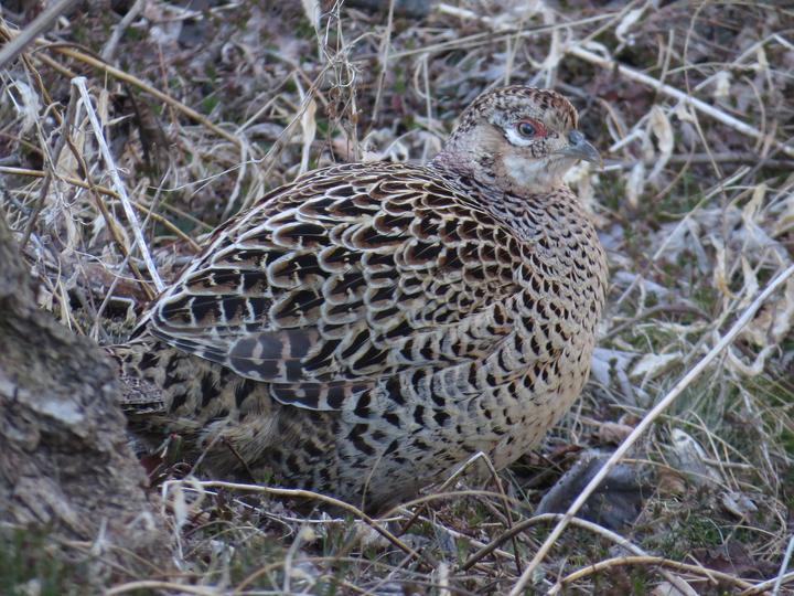 Green Pheasant
