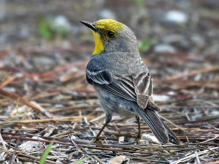 Olive-capped Warbler