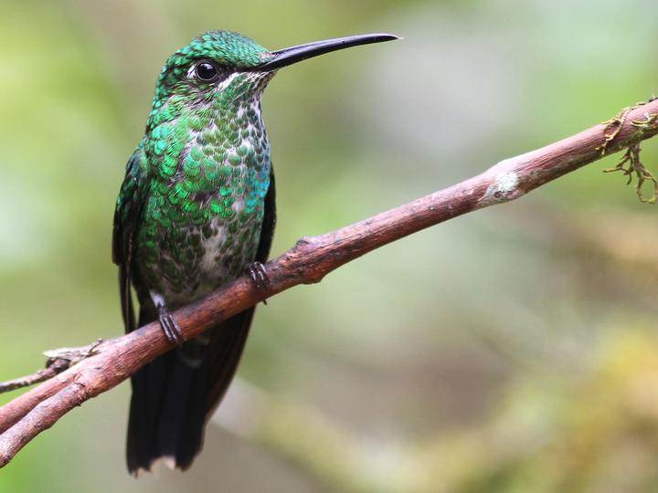 Green-crowned Brilliant