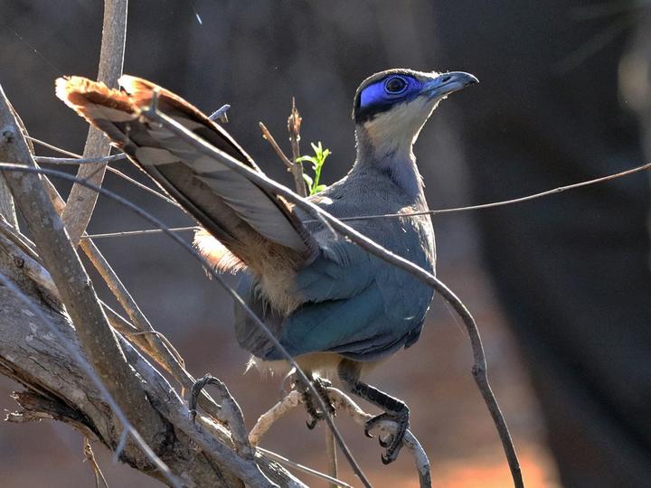Olive-capped Coua
