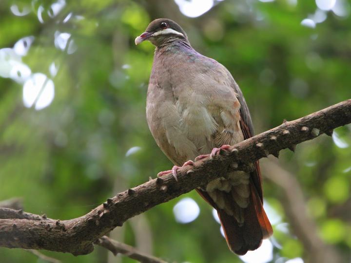Bridled Quail-Dove