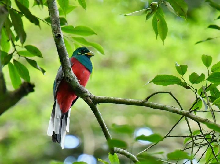 Narina Trogon