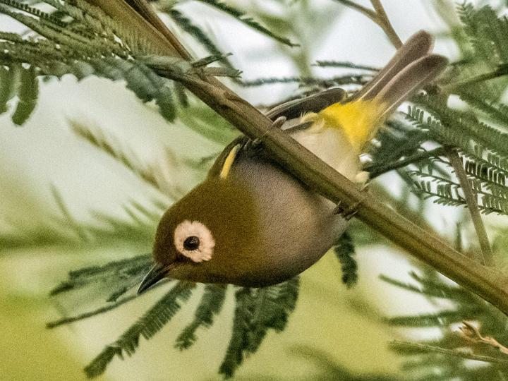 Taita White-eye