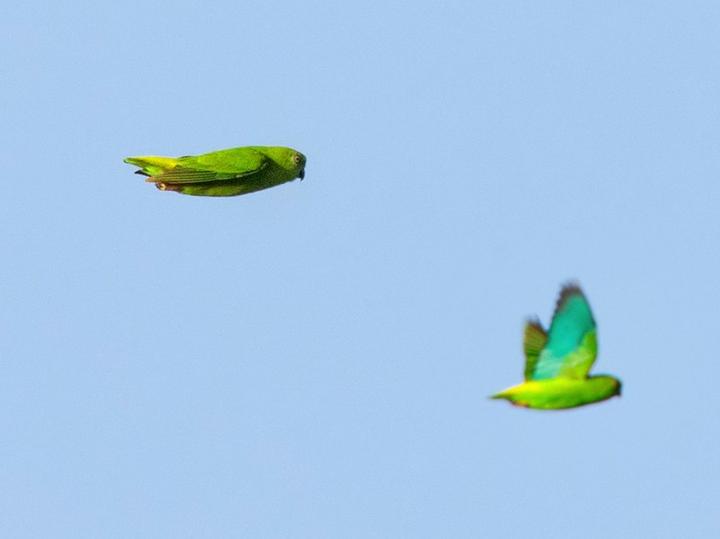 Bismarck Hanging Parrot