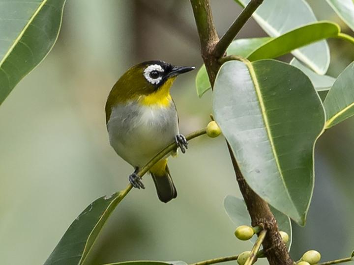 Green-fronted White-eye