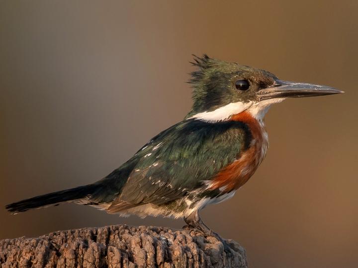Green Kingfisher