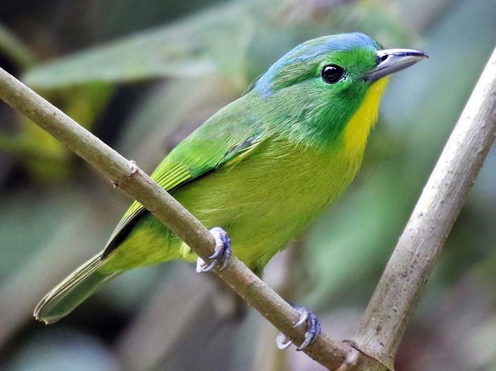 Green Shrike-Vireo