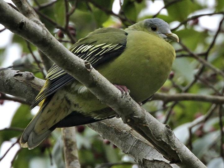 Flores Green Pigeon