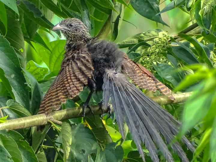 Philippine Coucal