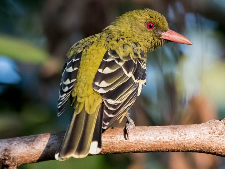 Green Oriole