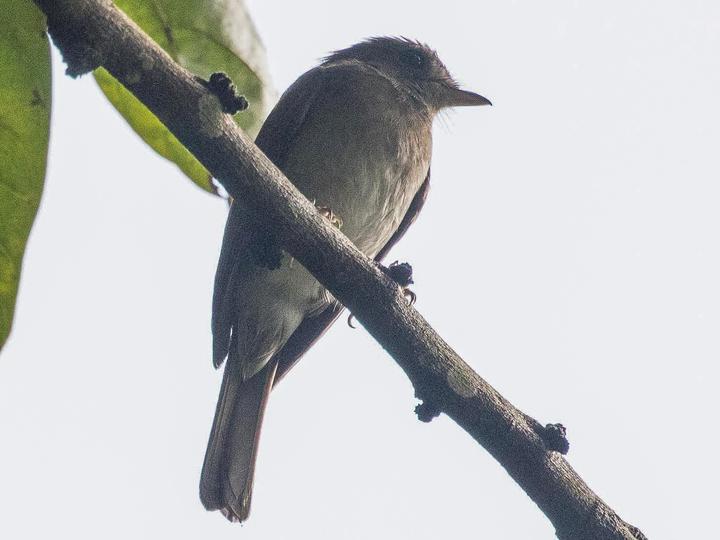 Olivaceous Flycatcher